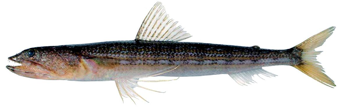 Synodus saurus_08.jpg